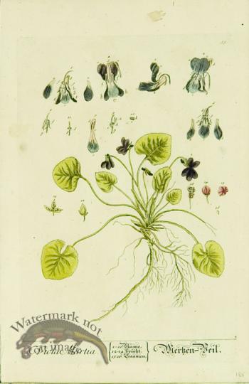 Blackwell German 105